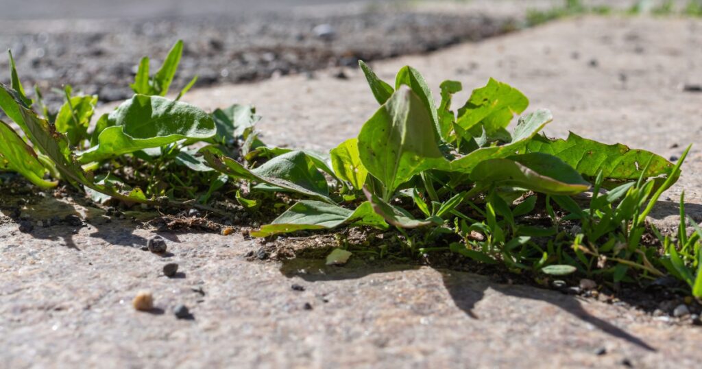 Best Way To Get Rid Of Weeds On Driveways Paths & Patios